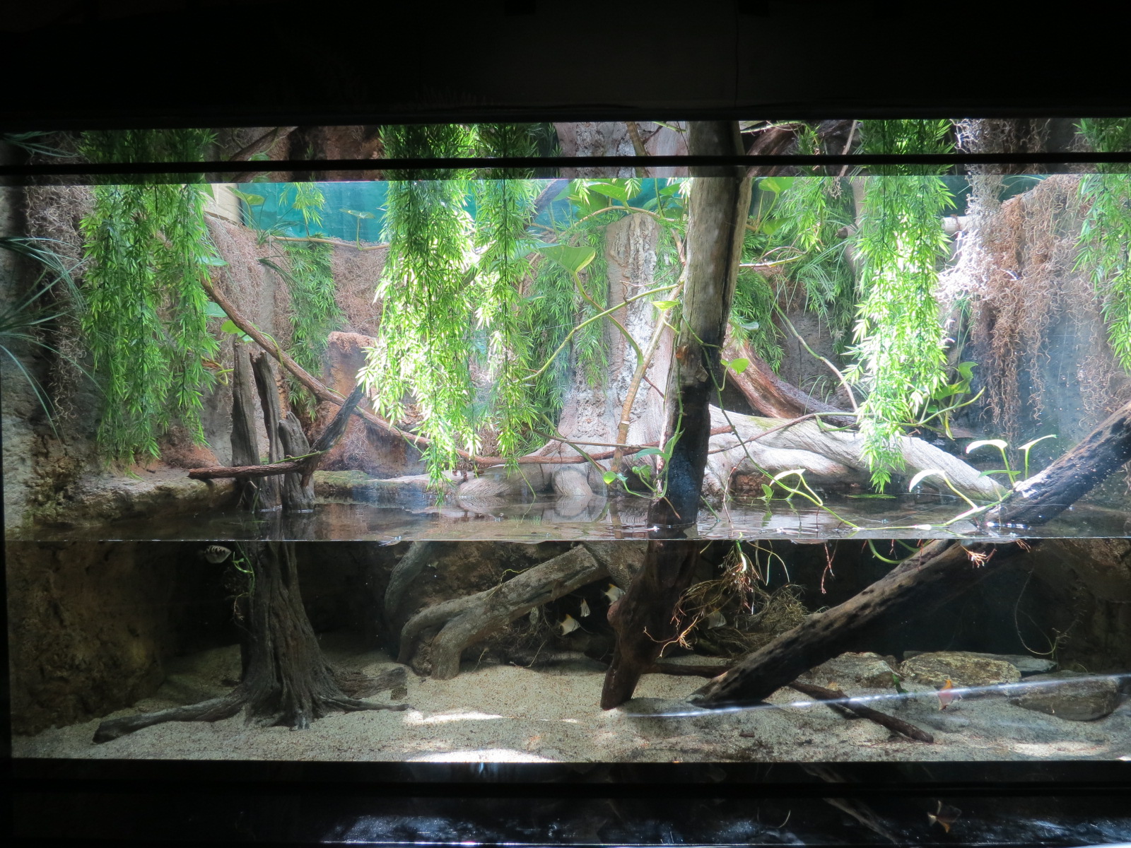 Asian Saltwater Marsh Exhibit