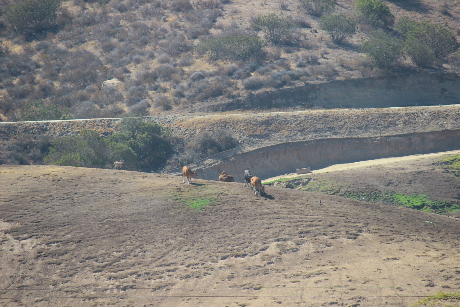Asian Savanna - Banteng and maybe Urial