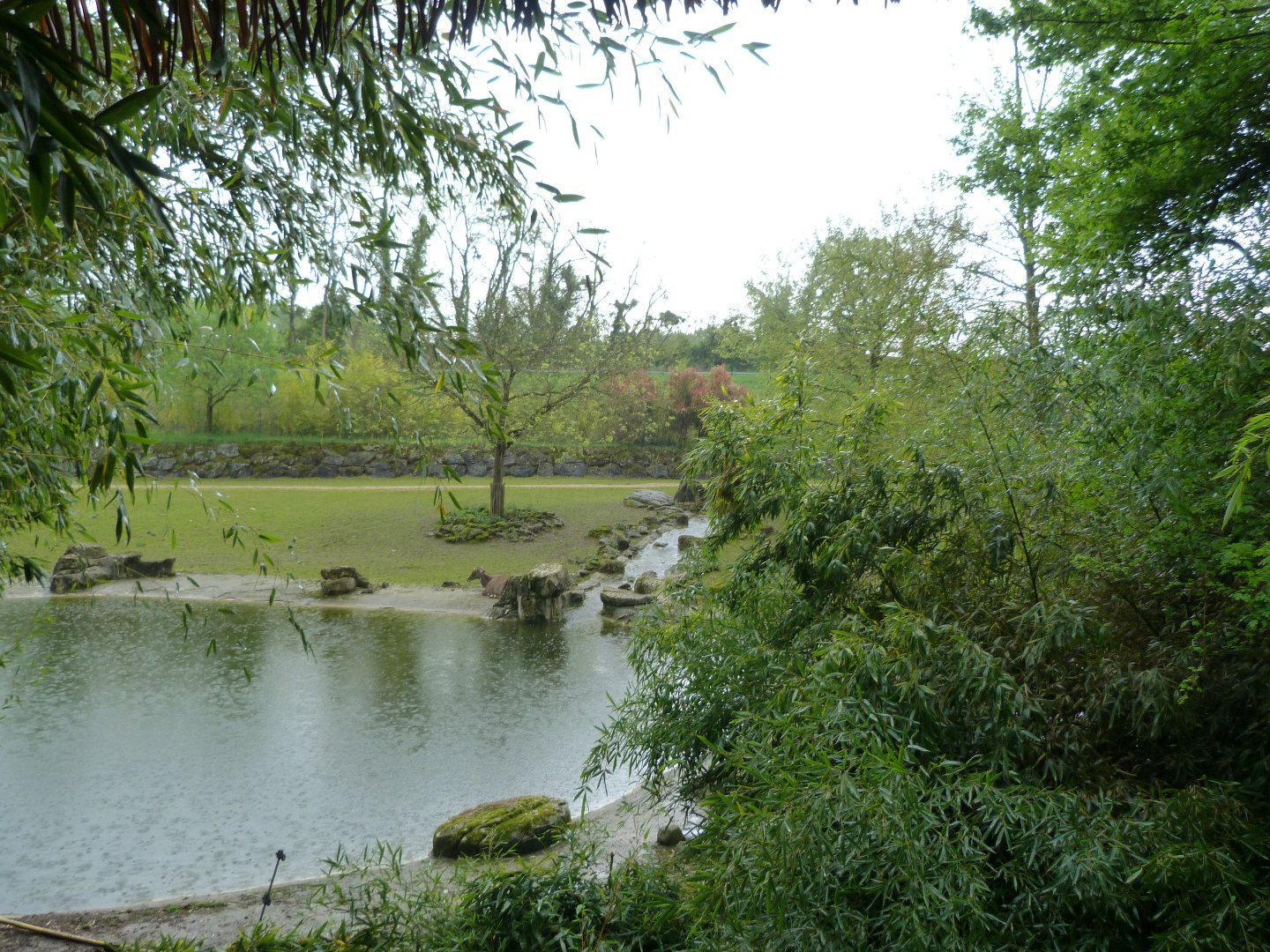 Asian savanna exhibit -ZooParc de Beauval (2025)