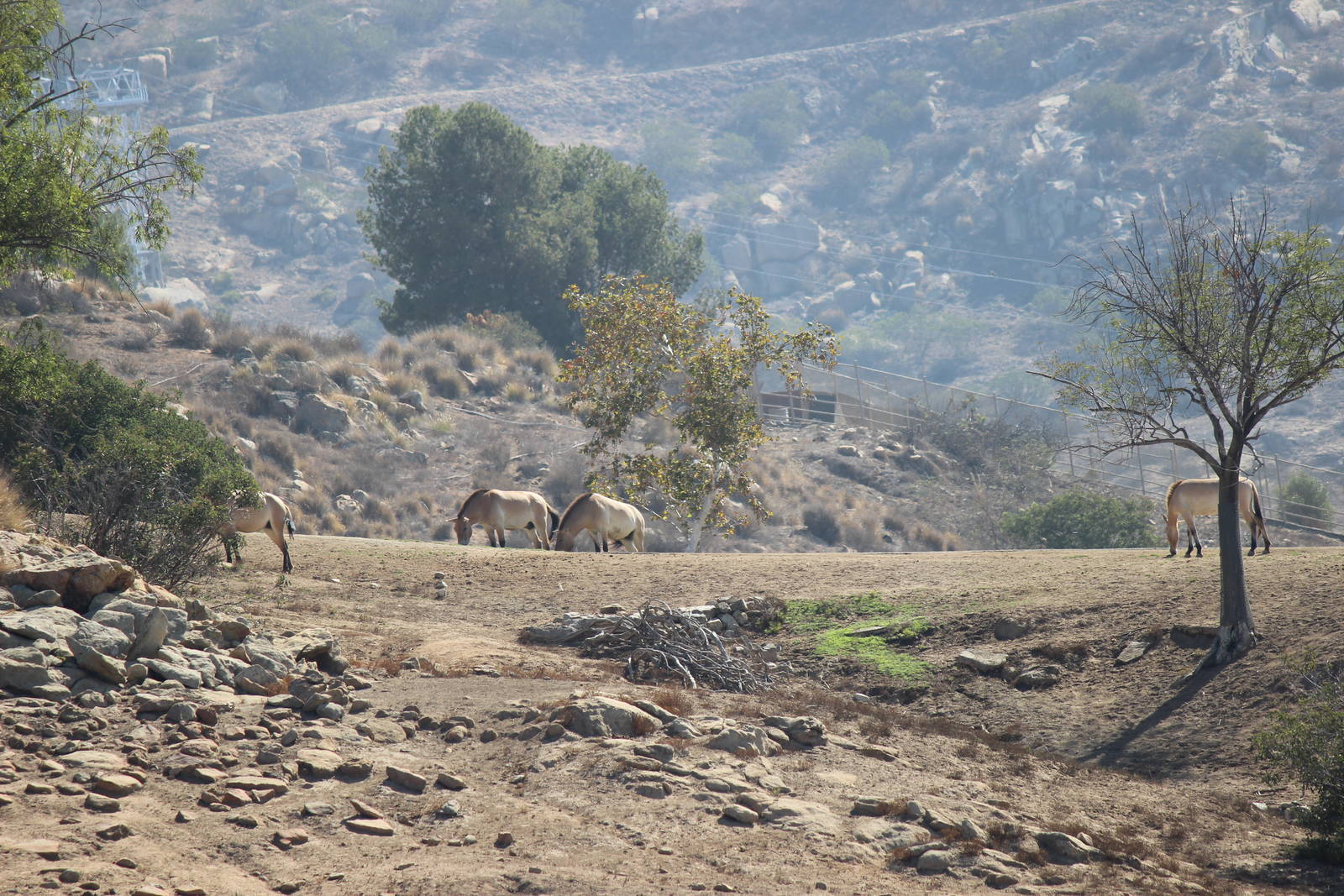 Asian Savanna - Przewalski's Horse Yard