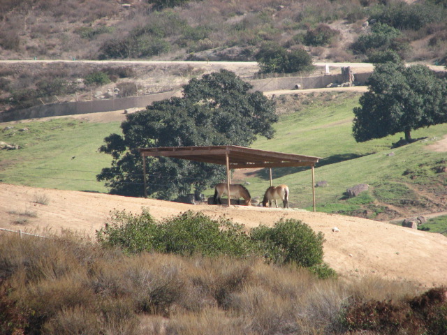 Asian Savanna - Przewalski's Horse