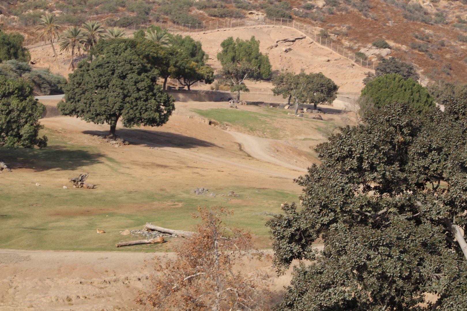 Asian Savannah Field Exhibit