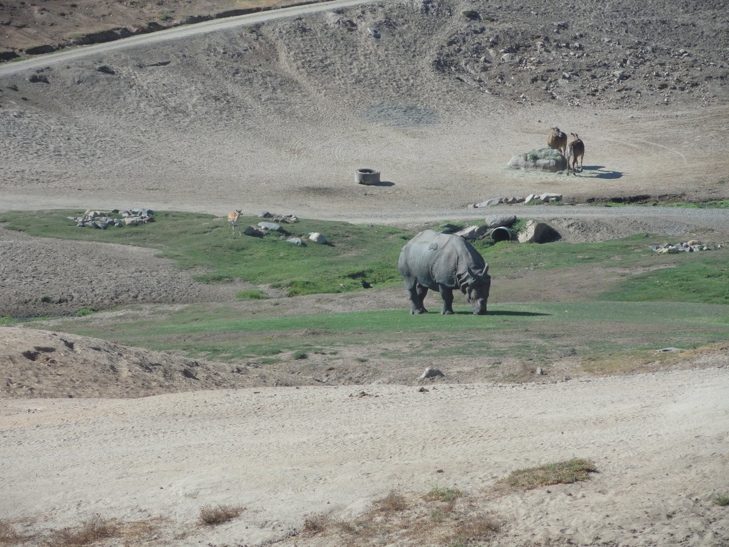Asian Savannah - Indian Rhino