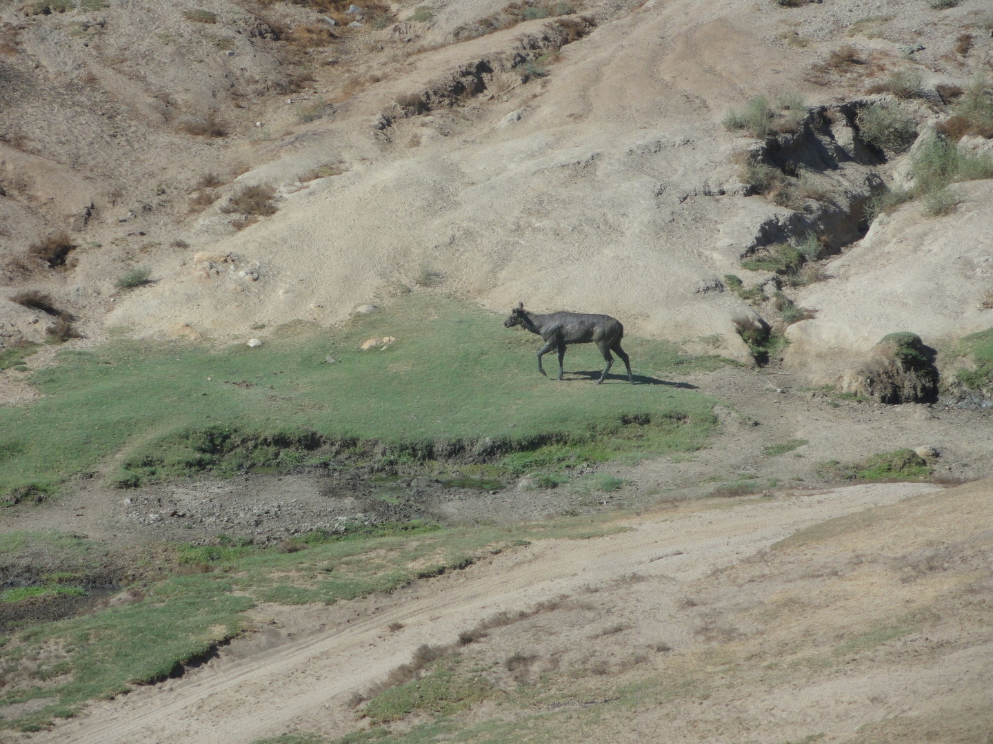 Asian Savannah - Malayan Sambar