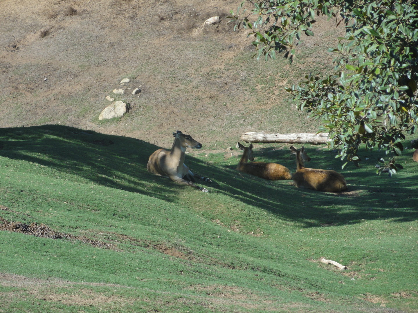 Asian Savannah - Nilgai & Barasingha