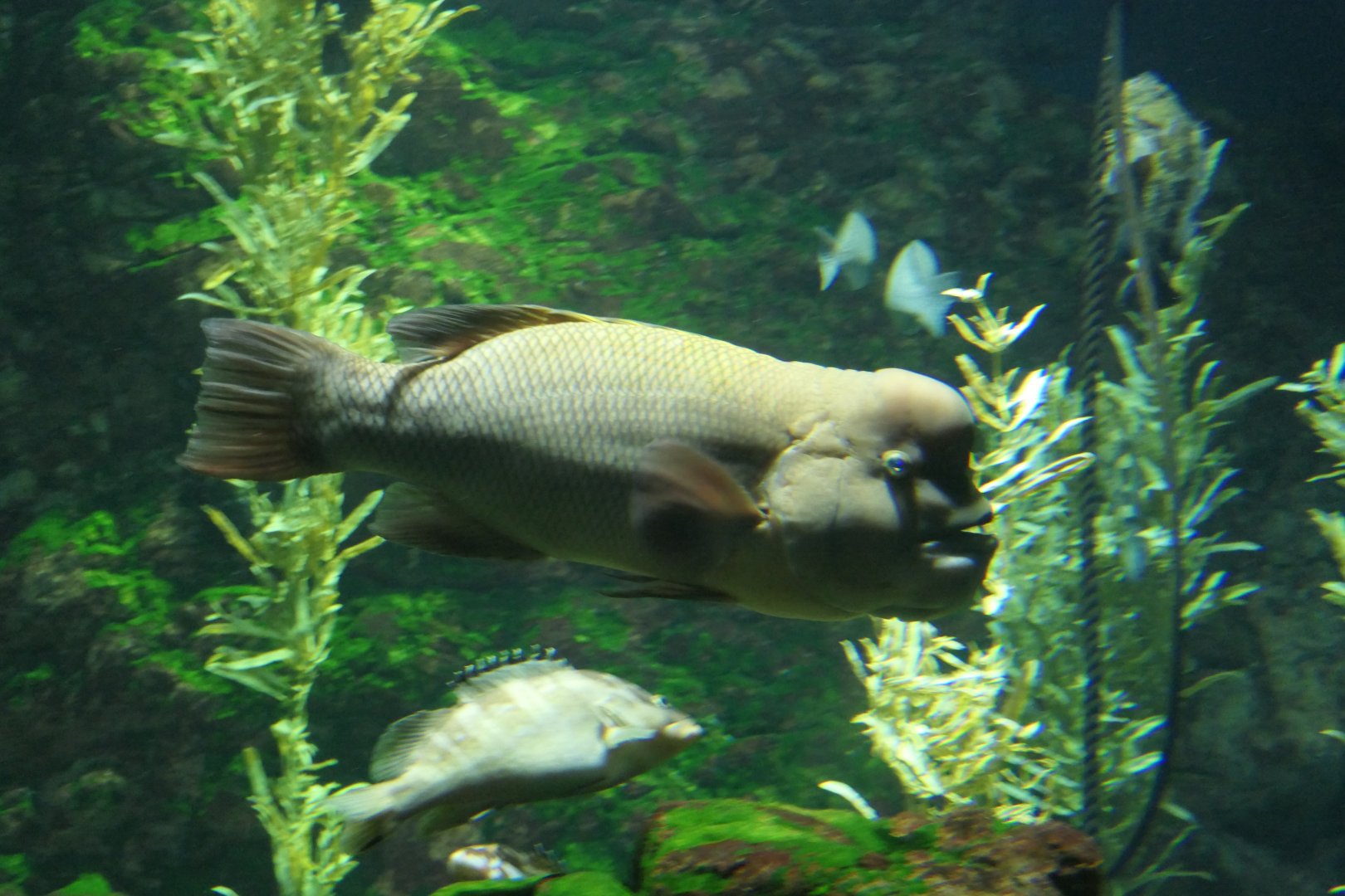 Asian Sheepshead Wrasse (Bodianus reticulatus)