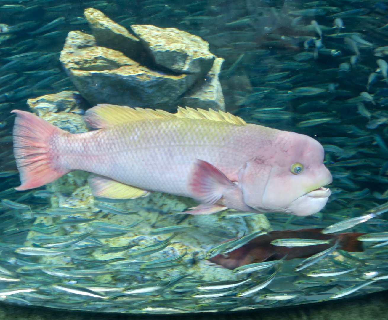 Asian Sheepshead Wrasse (Semicossyphus pulcher)