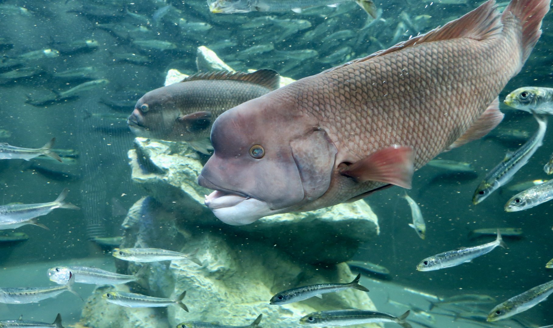 Asian Sheepshead Wrasse (Semicossyphus reticulatus) and Japanese Pilchard (Sardinops melanostictus)