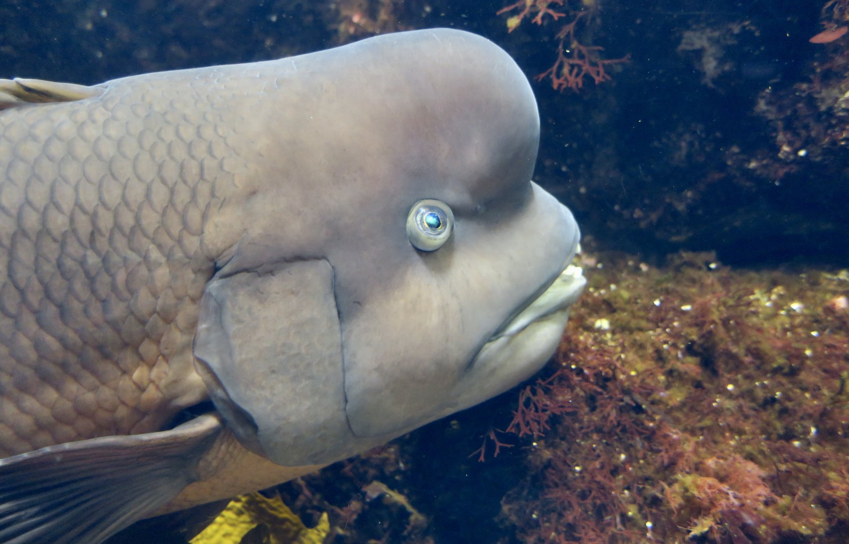 Asian Sheepshead Wrasse (Semicossyphus reticulatus)