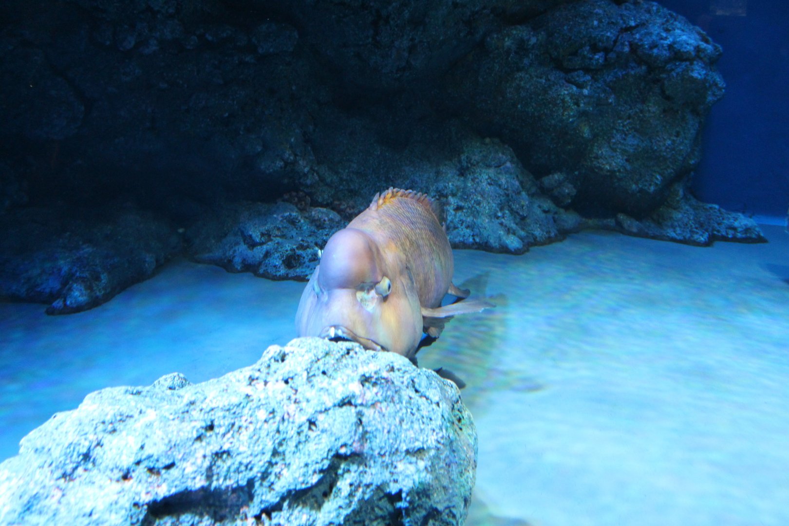 Asian sheepshead wrasse