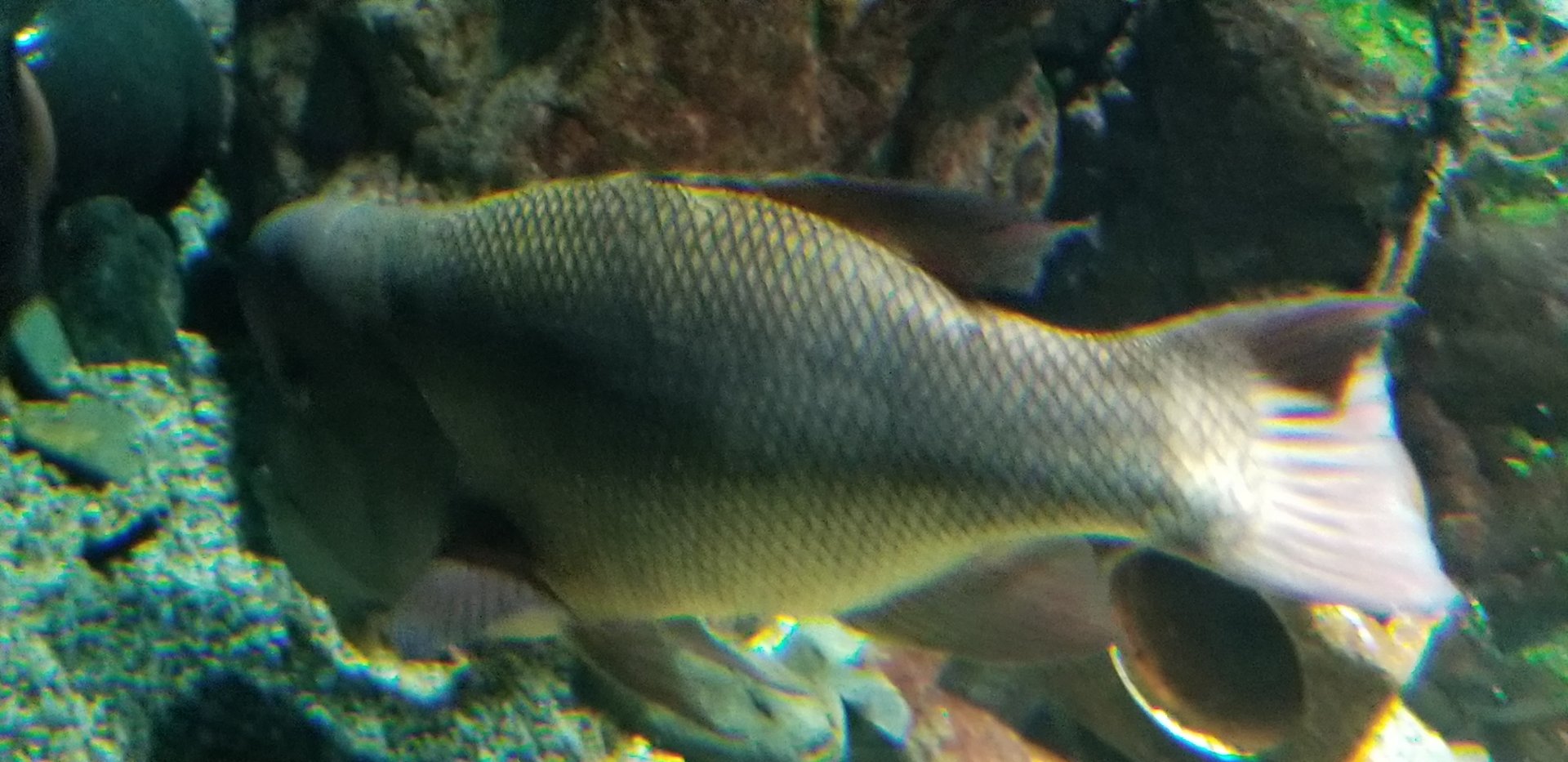 Asian Sheepshead Wrasse