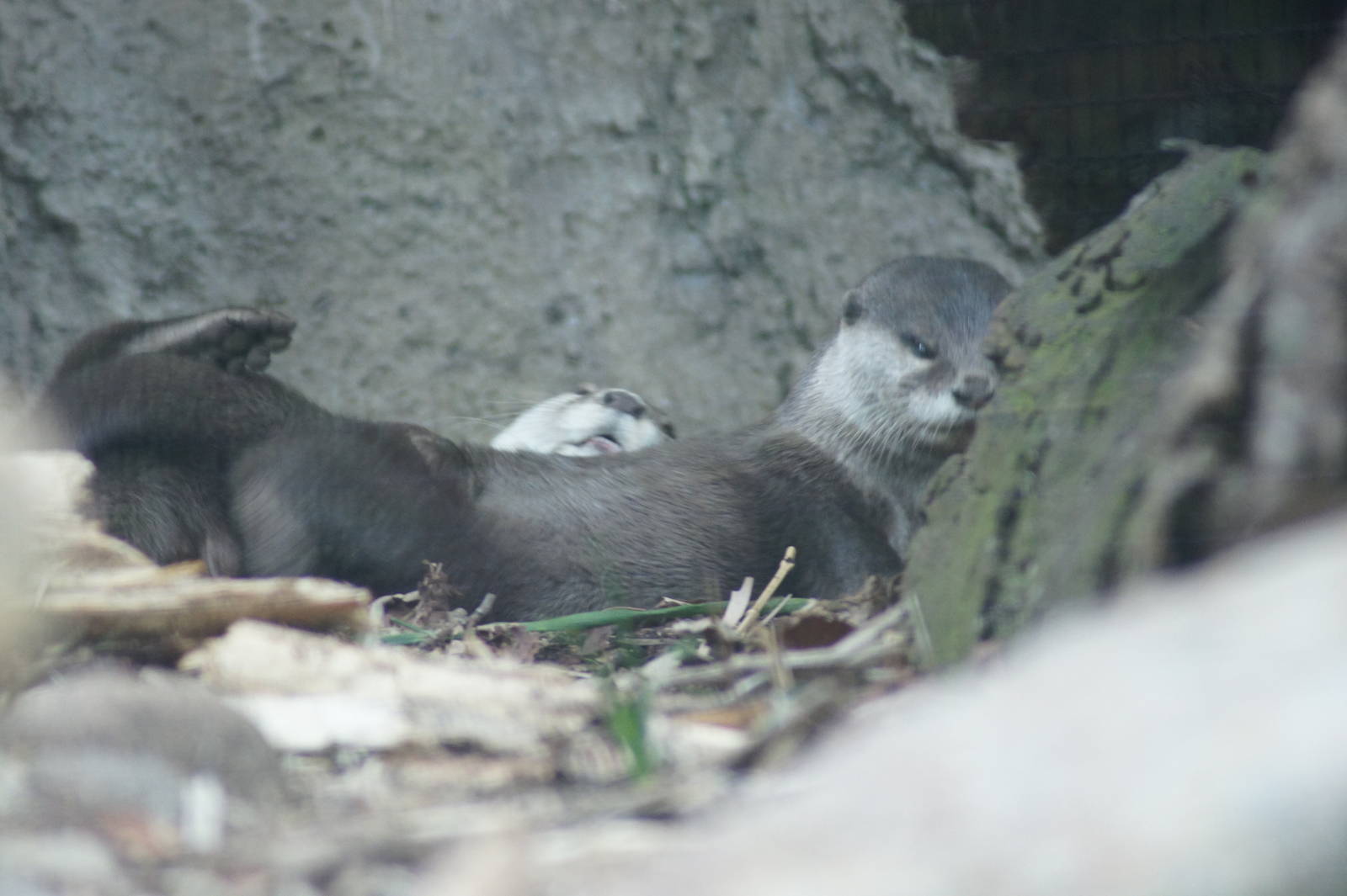 Asian shirt-clawed otter copulation