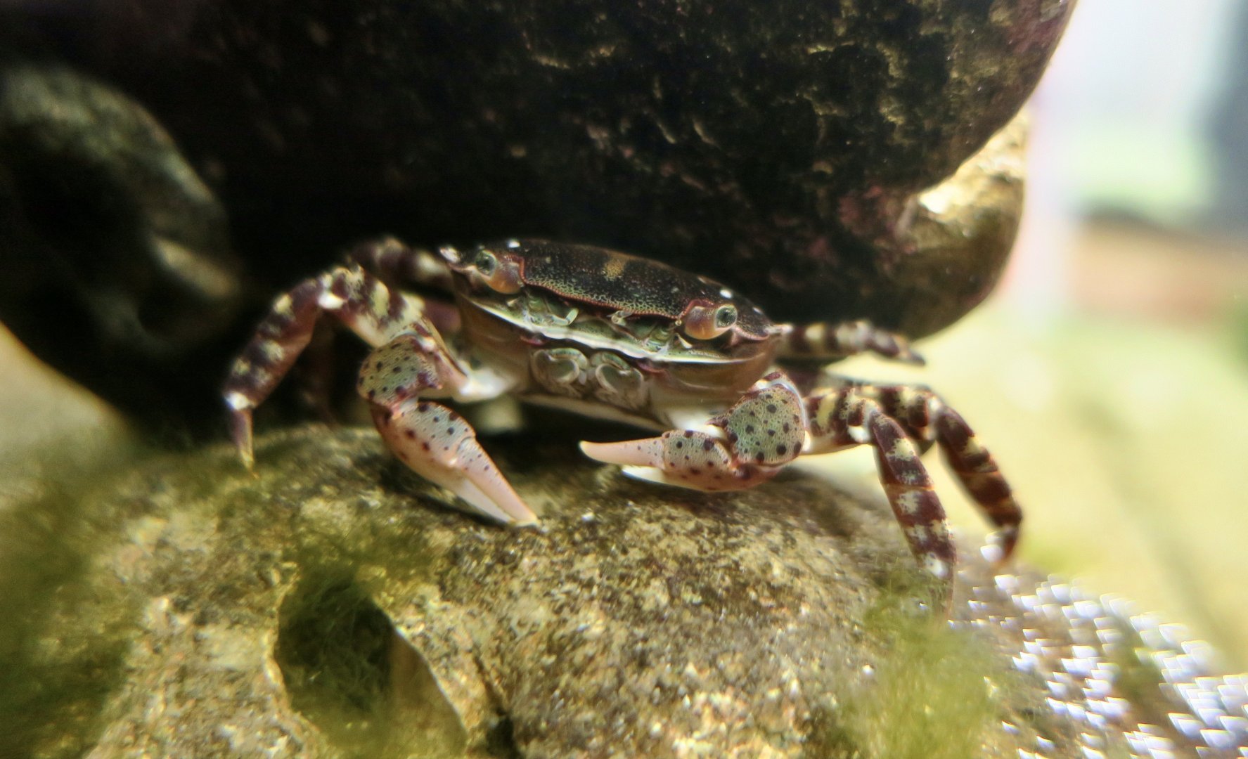 Asian Shore Crab (Hemigrapsus sanguineus)