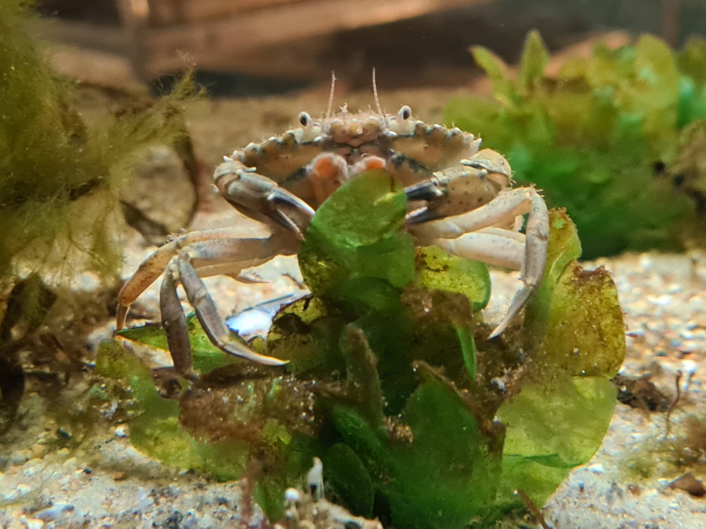 Asian shore crab in Ocean lab tank