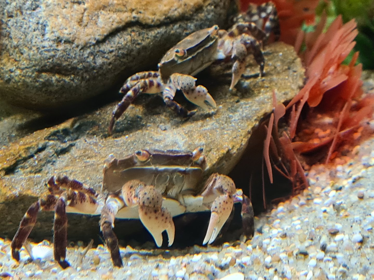 Asian shore crabs in Ocean lab tank