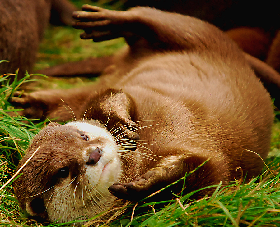ASIAN SHORT CALWED OTTER