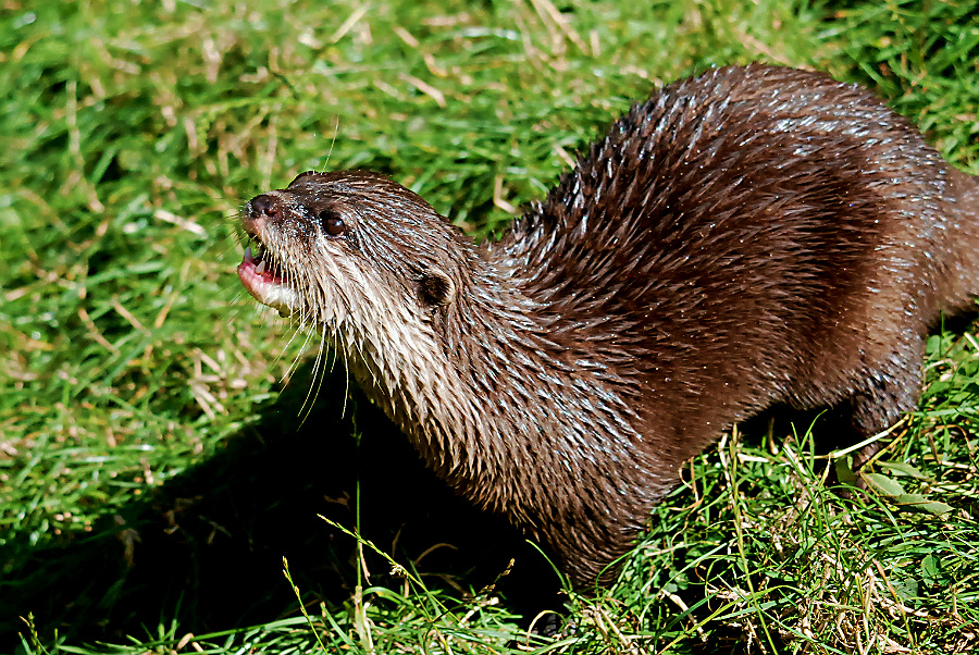 ASIAN SHORT CALWED OTTER