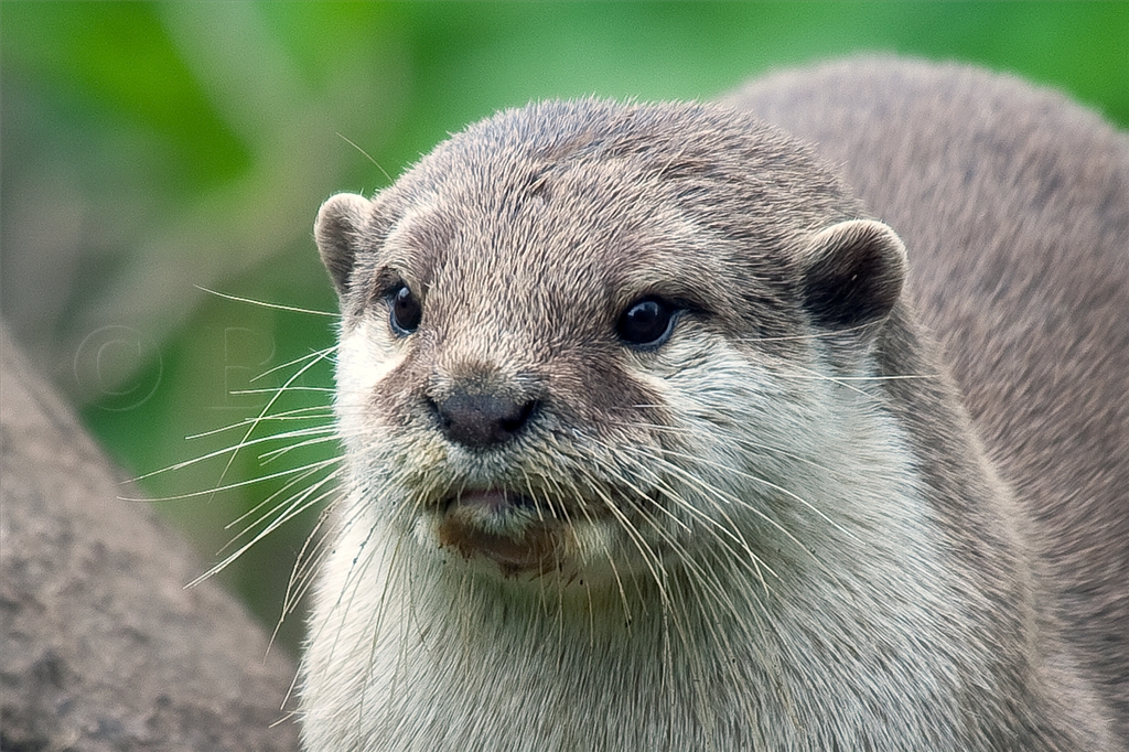 Asian Short Claw Otter
