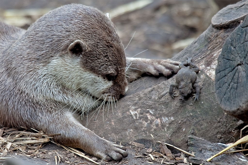 Asian Short Claw Otter