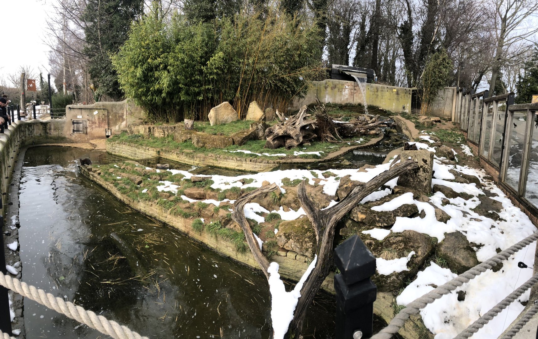 Asian Short-clawed Enclosure Otter at Tropical Butterfly House (March 2023)