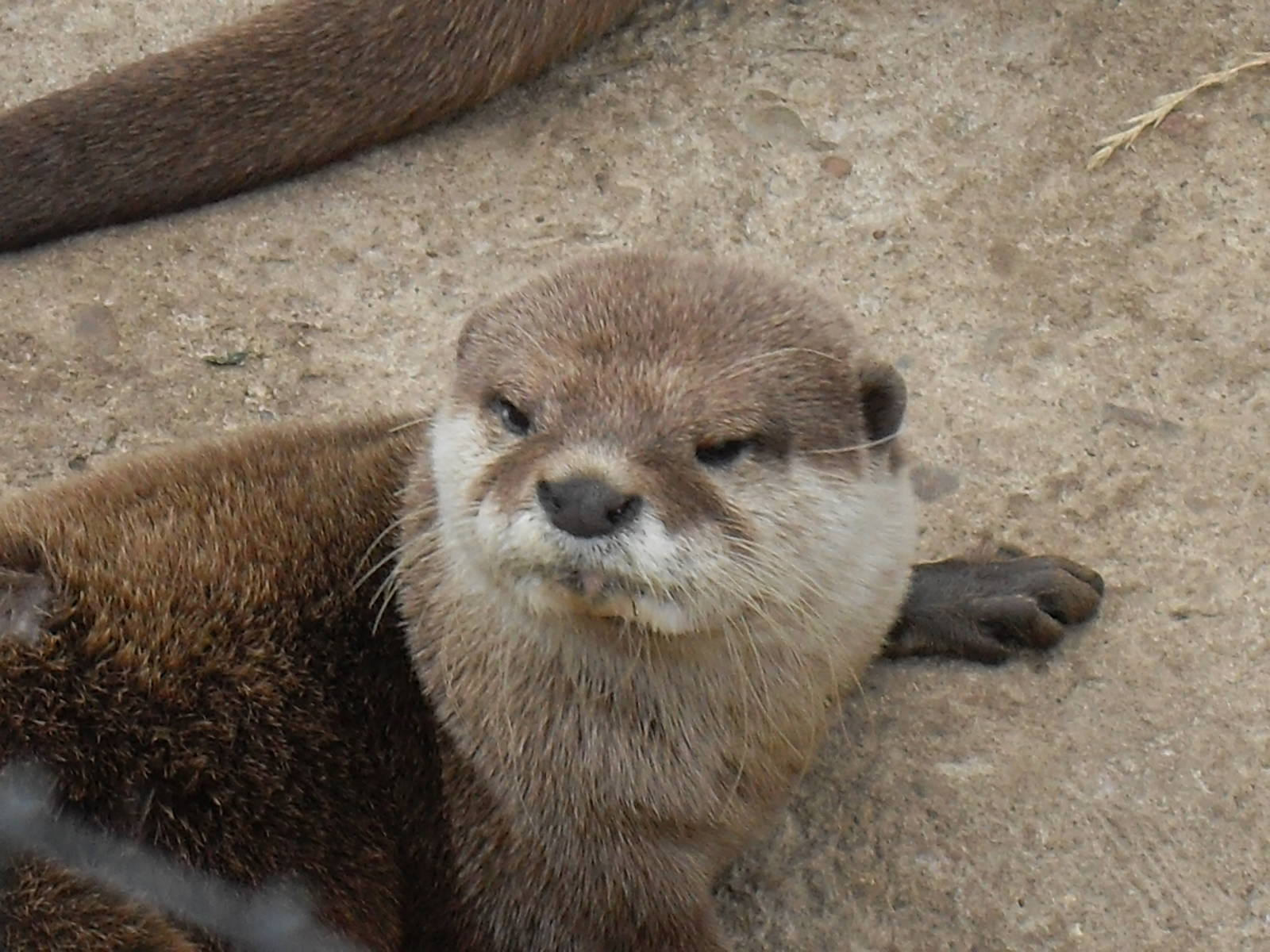 asian short-clawed otter 07/10