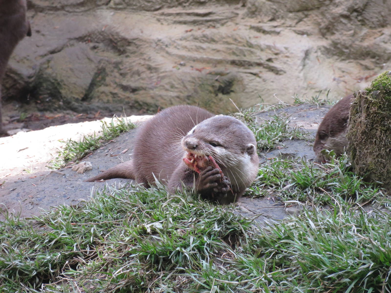 Asian Short-clawed Otter 300513