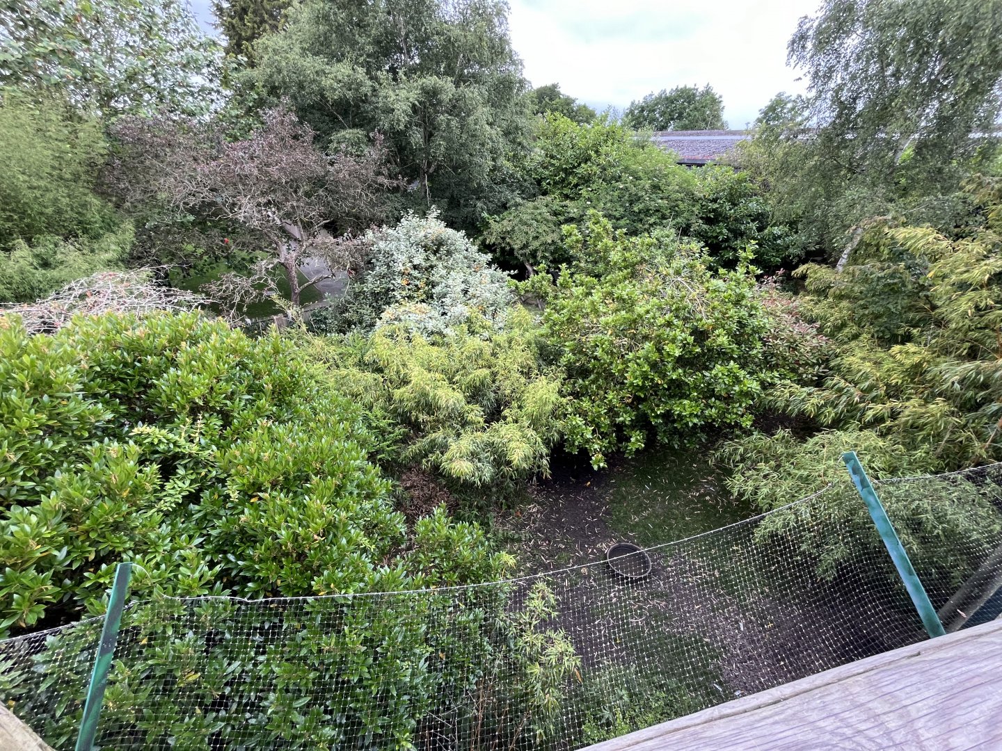 Asian short-clawed otter and babirusa enclosure 29.6.24