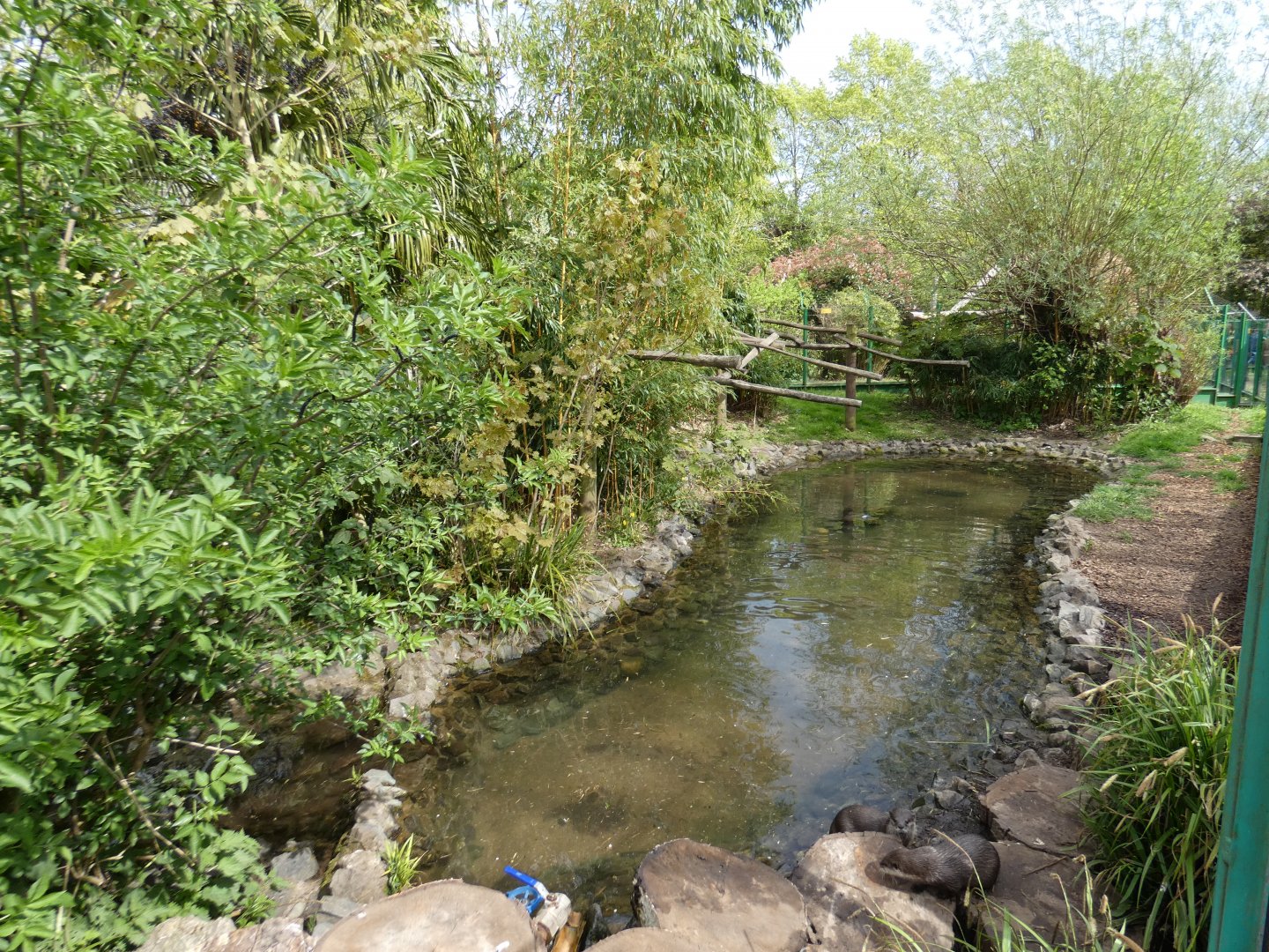 Asian short-clawed otter and binturong enclosure