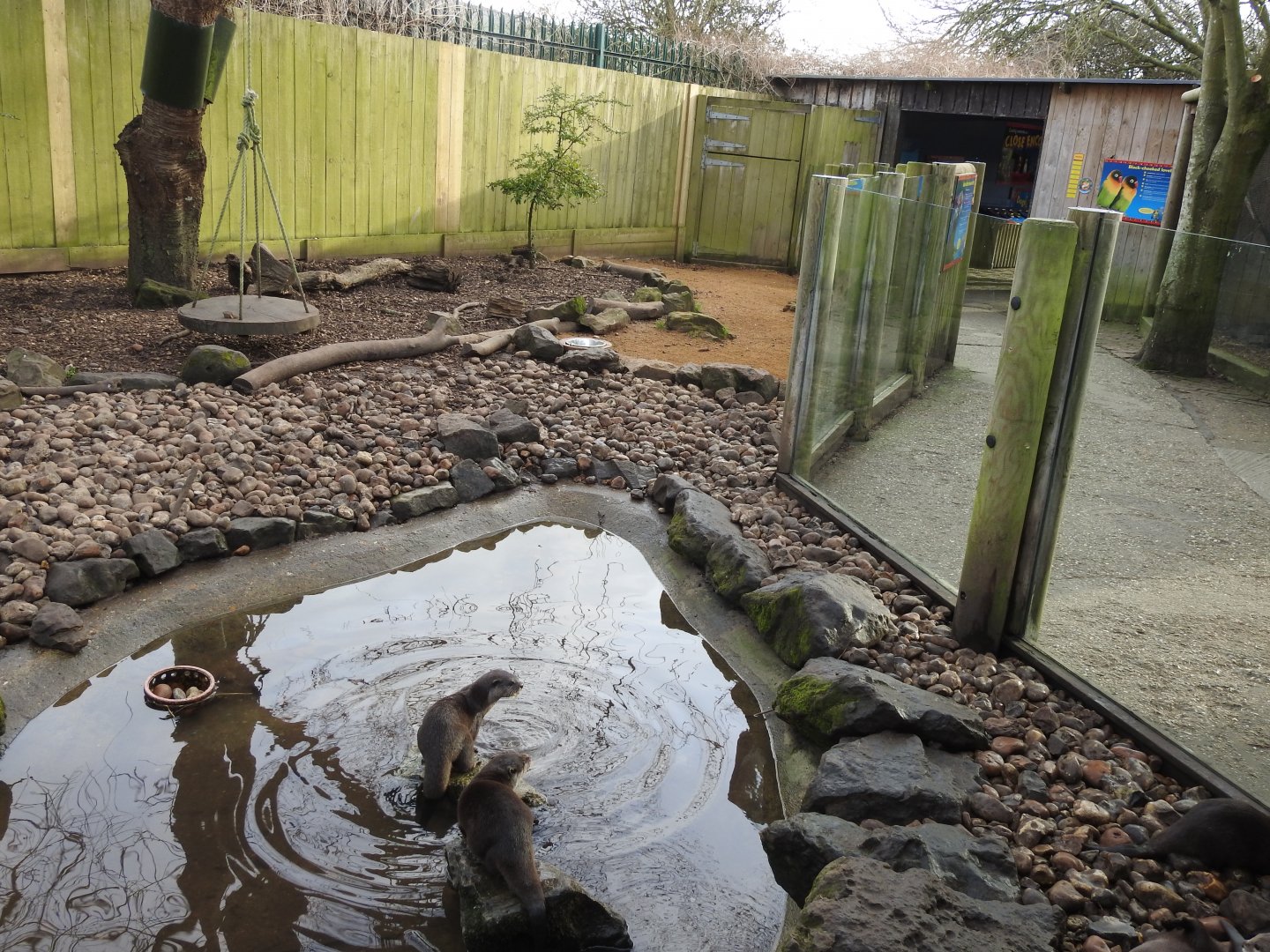 Asian Short-Clawed Otter (Aonyx cinereus) Enclosure 2