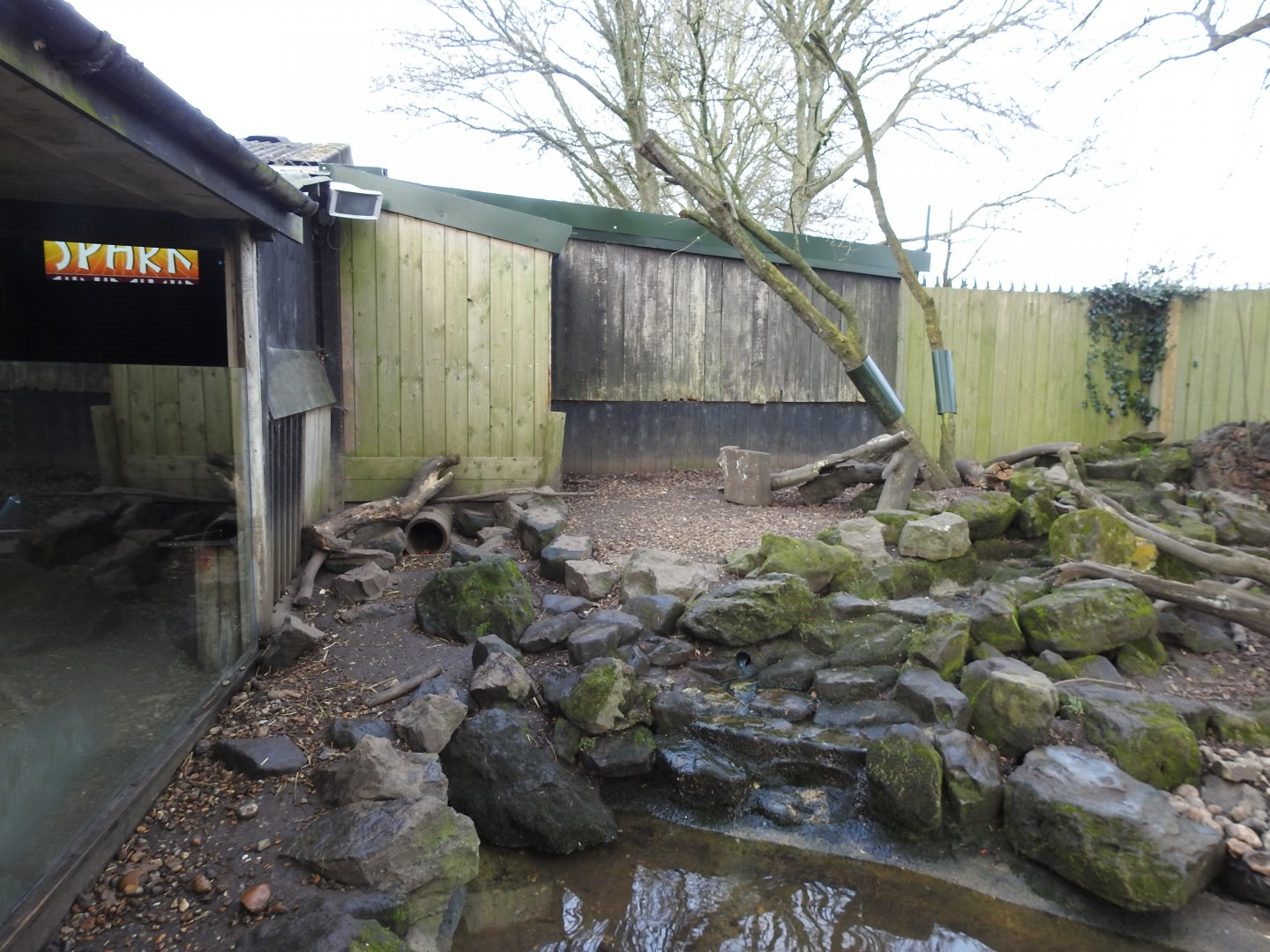 Asian Short-Clawed Otter (Aonyx cinereus) Enclosure