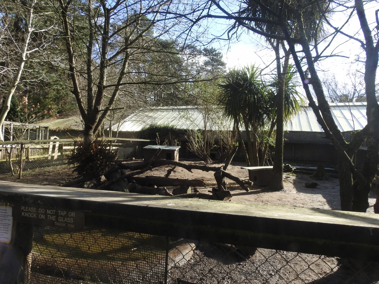 Asian Short-Clawed Otter (Aonyx cinereus) Outdoor Enclosure