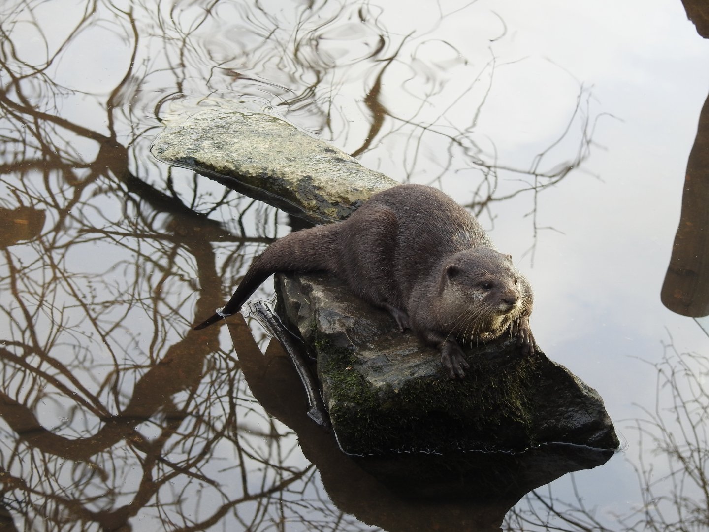 Asian Short-Clawed Otter (Aonyx cinereus)
