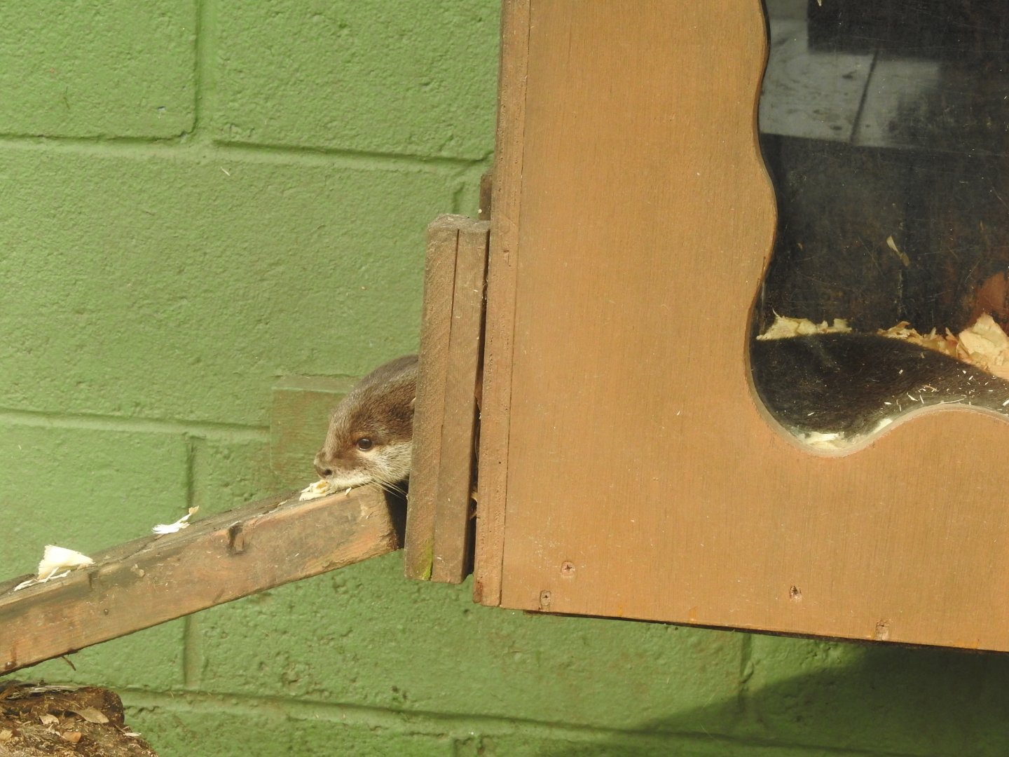 Asian Short-Clawed Otter (Aonyx cinereus)