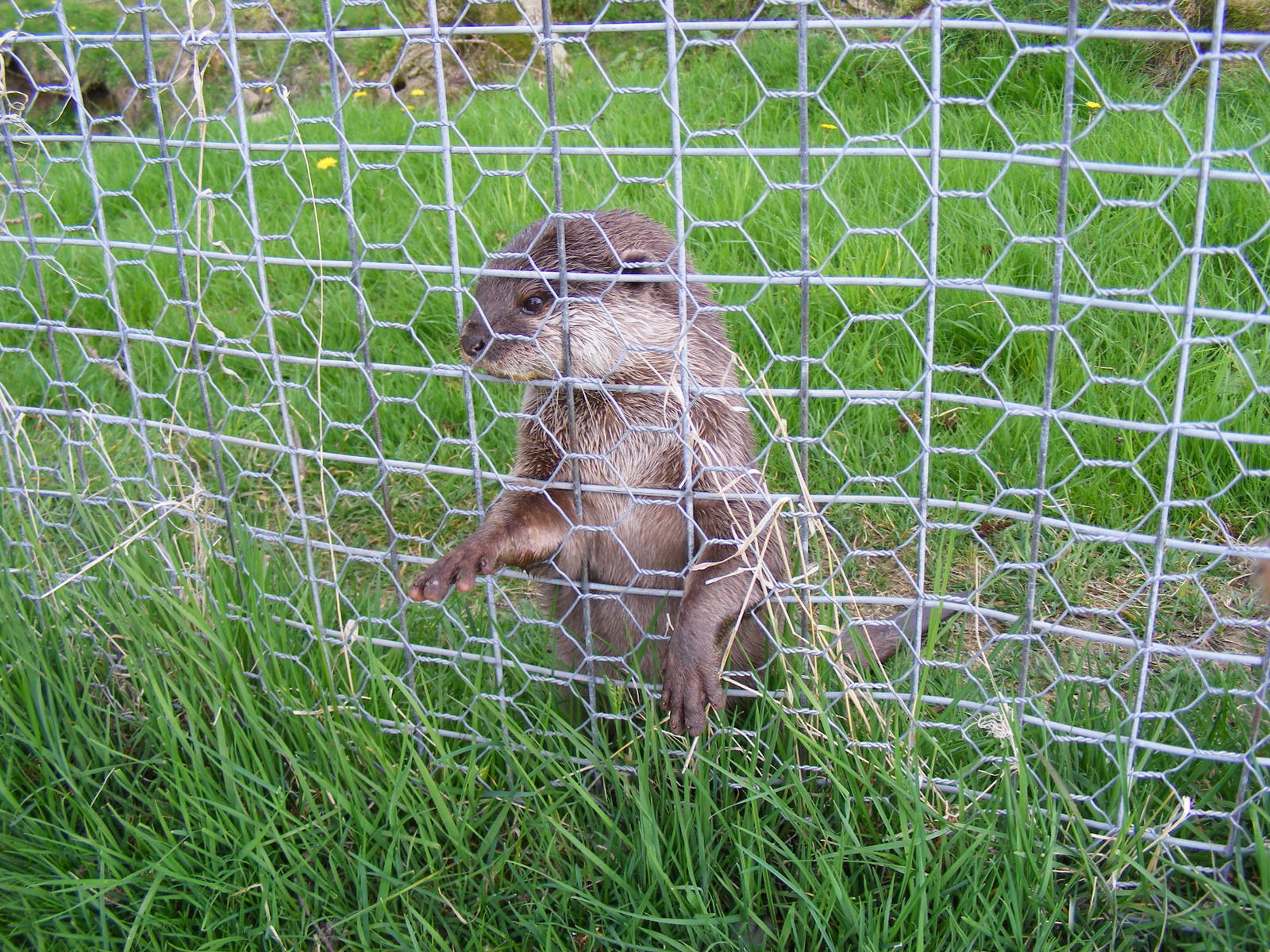 Asian short-clawed otter at Auchingarrich Wildlife Centre, 20 May 2010