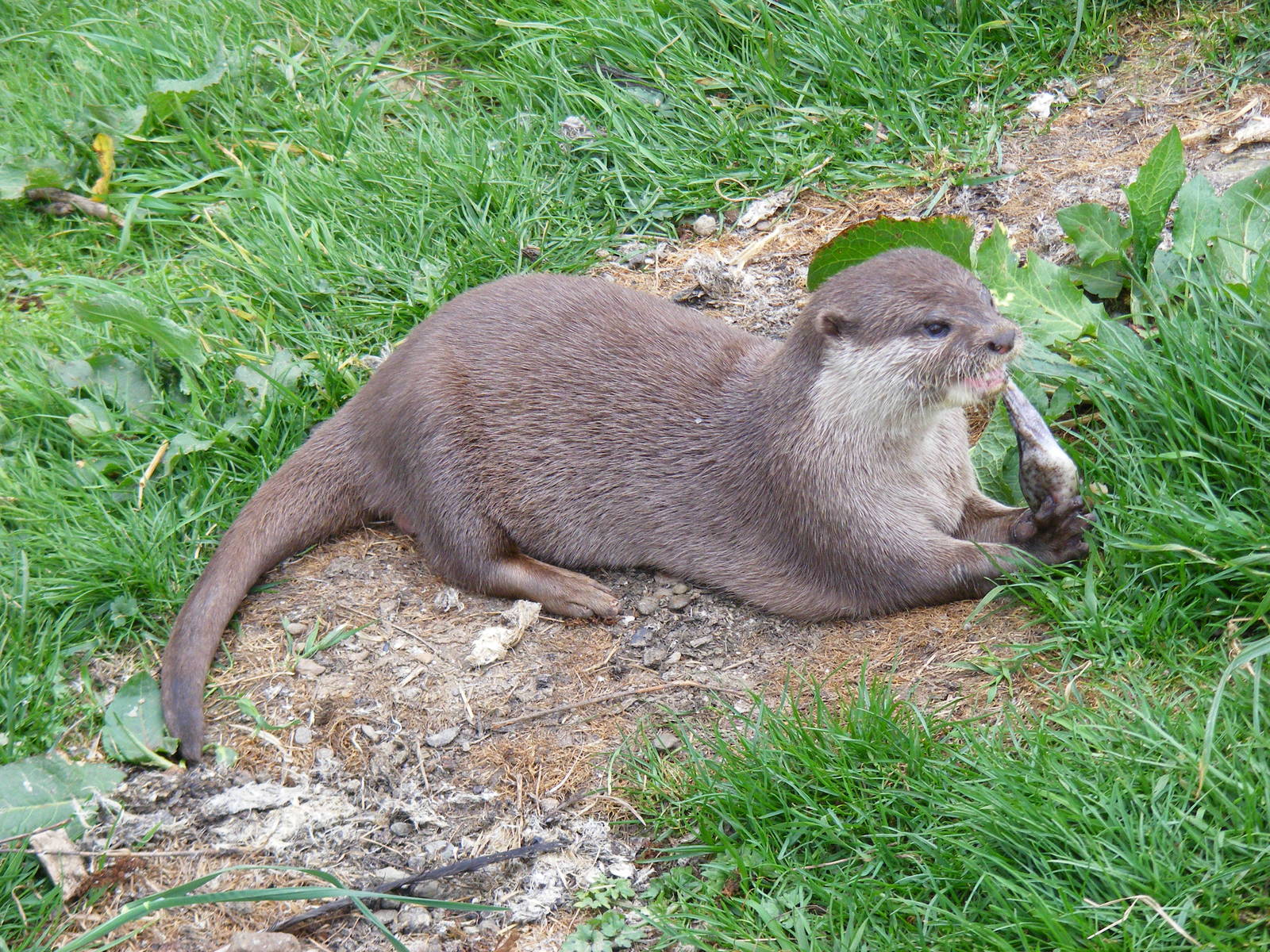 Asian short-clawed otter at Auchingarrich Wildlife Centre, 20 May 2010