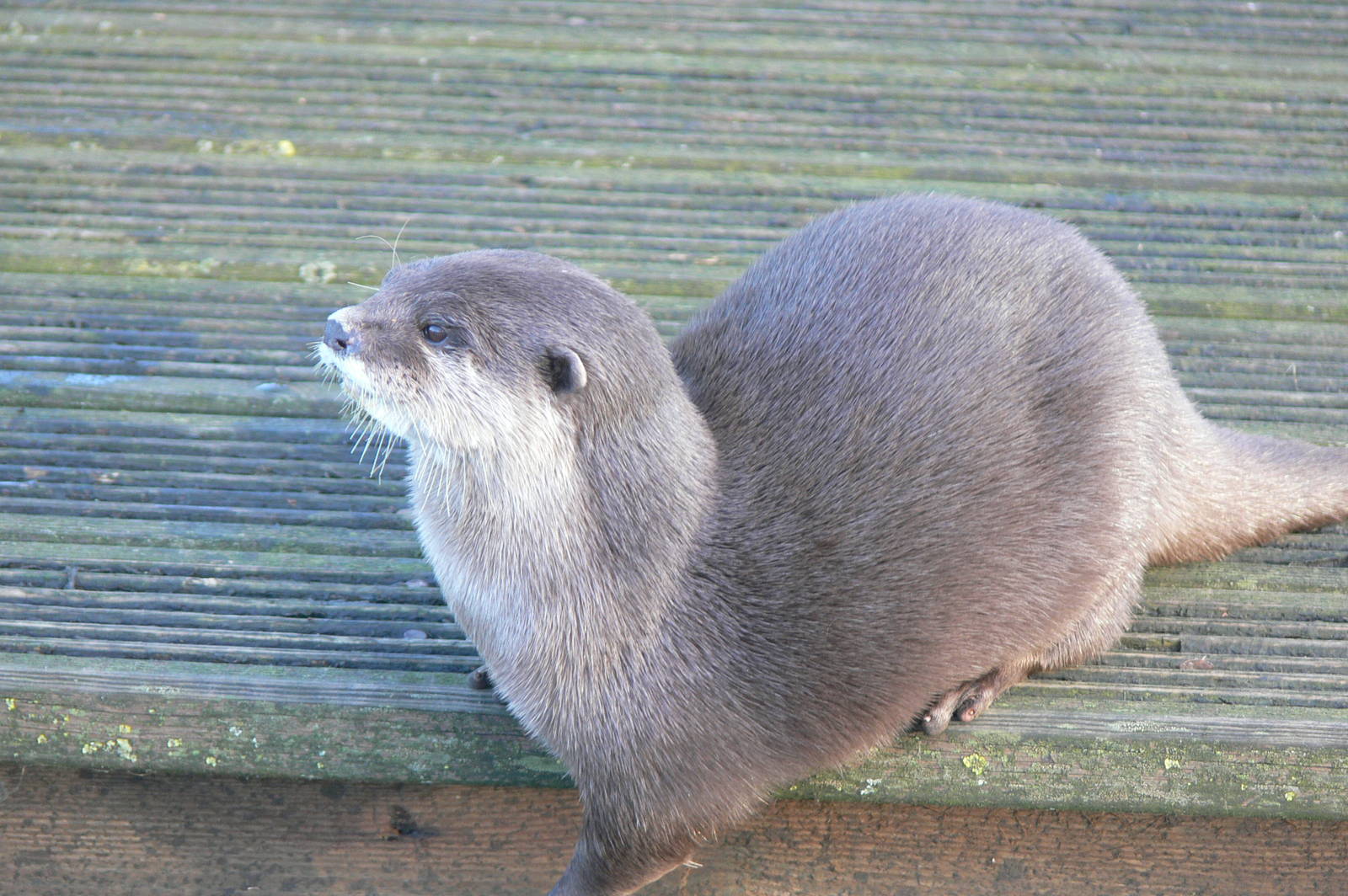 Asian short-clawed Otter at Blackpool Zoo, 15/01/15