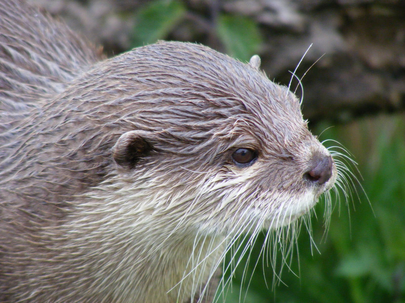 Asian short-clawed otter at Blair Drummond Safari Park, 19 May 2010