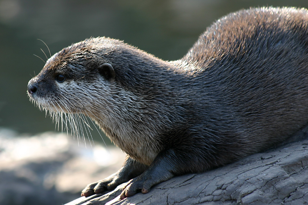 Asian Short Clawed Otter at Chester 2007