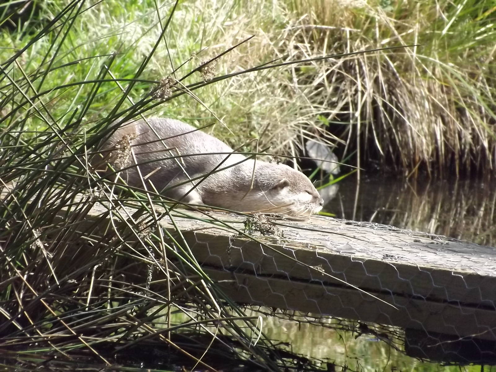 Asian Short Clawed Otter at Knowsley Safari Park 08/09/12