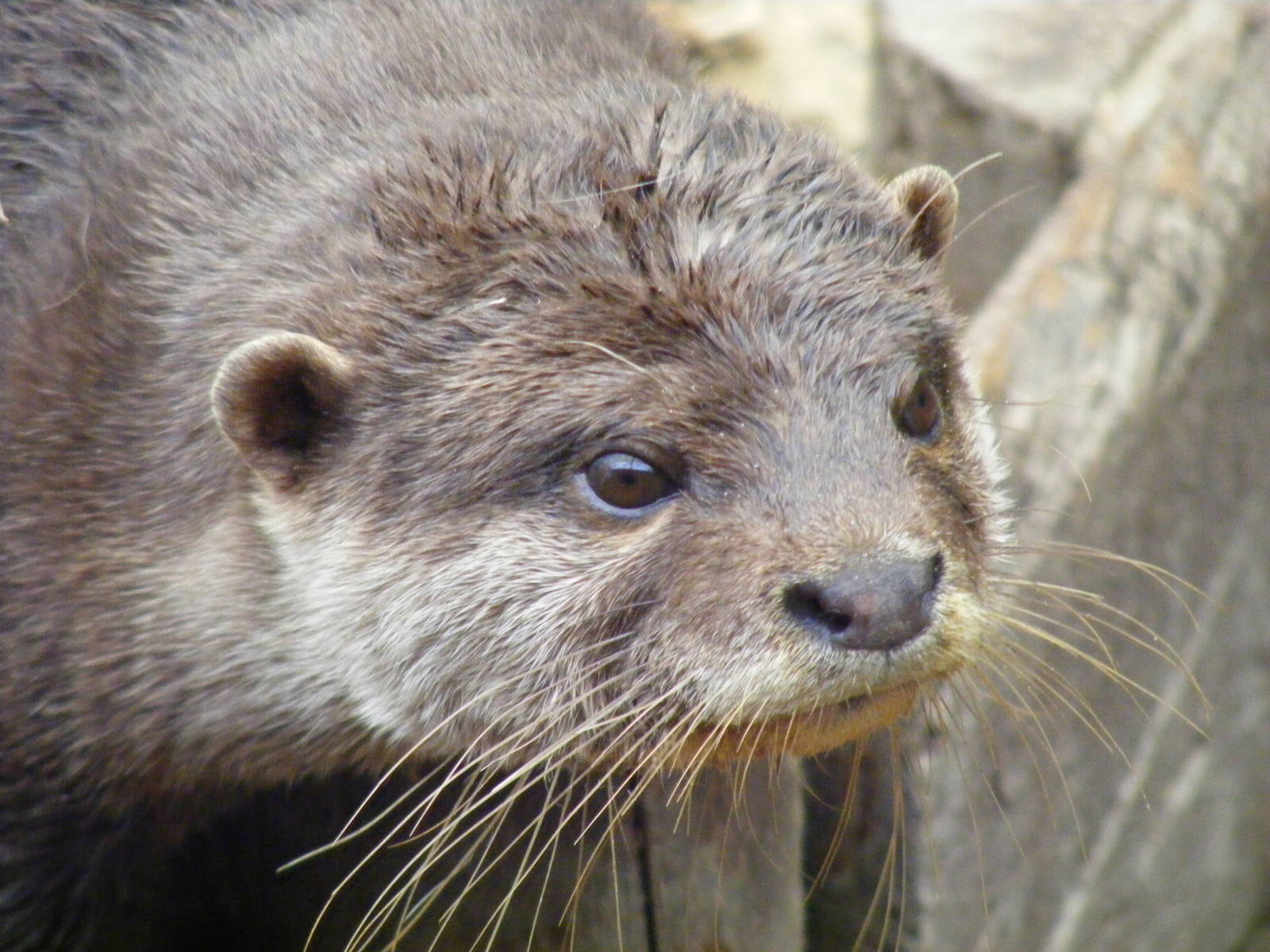 Asian short-clawed otter at New Forest Wildlife Park, 21 August 2010