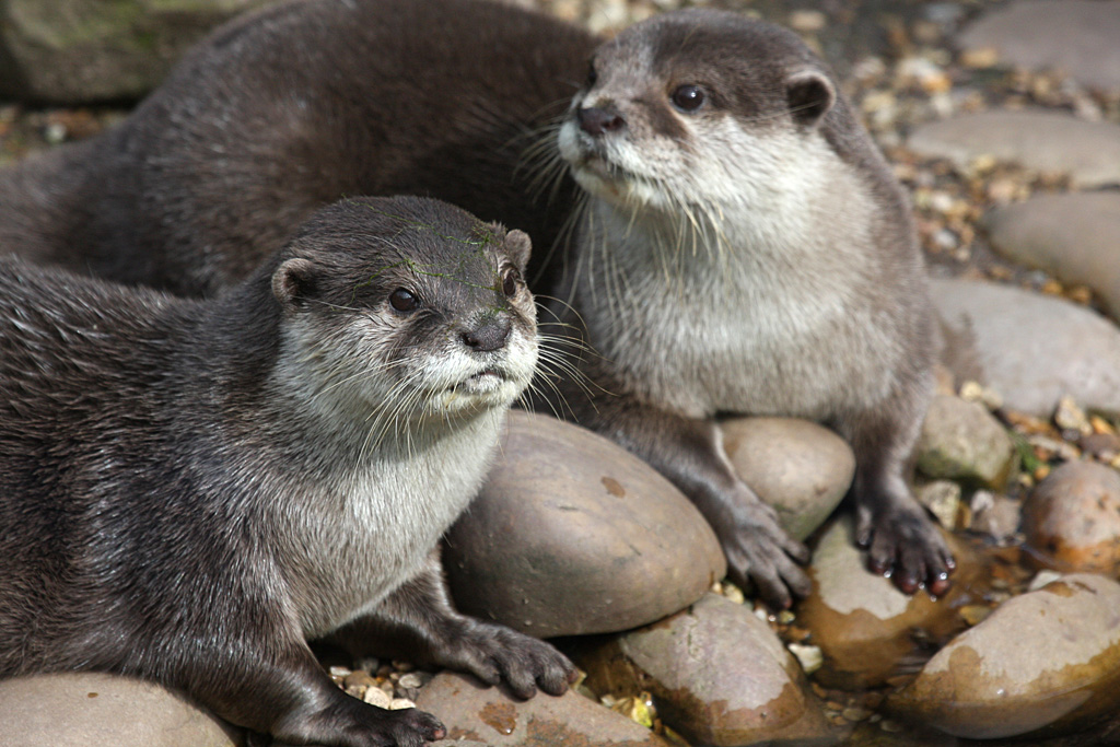 Asian Short Clawed Otter at Peak Wildlife Park 5/9/15