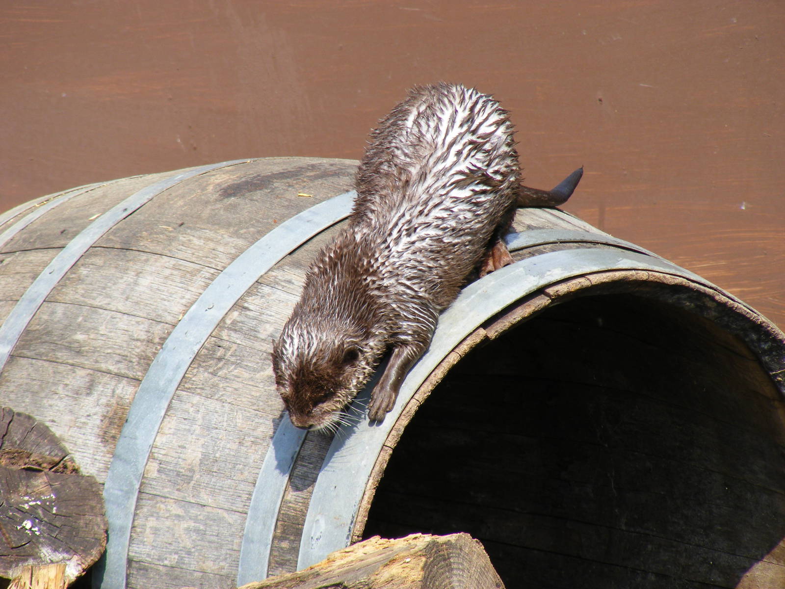 Asian short-clawed otter at The Ark Animal Sanctuary, 22 April 2011