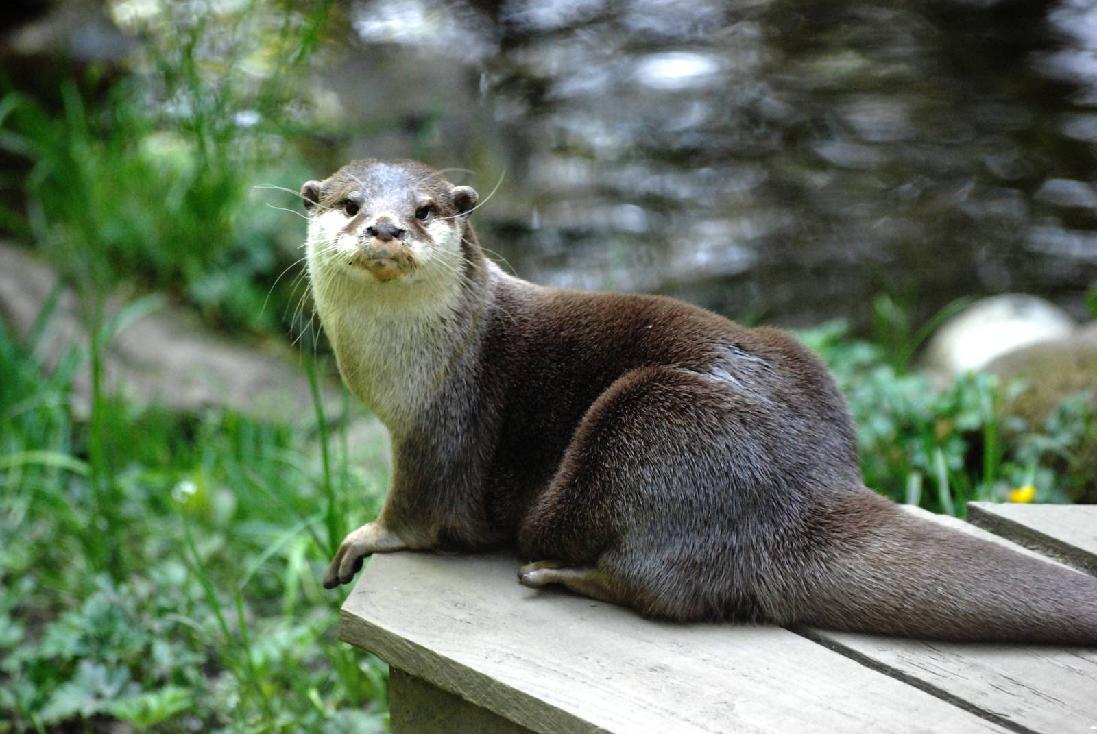 Asian Short-clawed Otter at the Chestnut Centre, 09/06/13