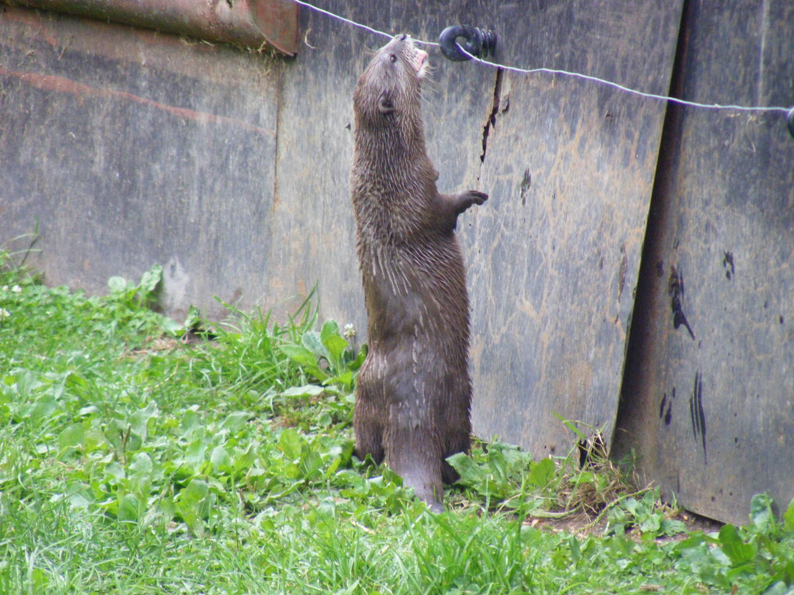 Asian short-clawed otter at Wingham Wildlife Park, 15 August 2010