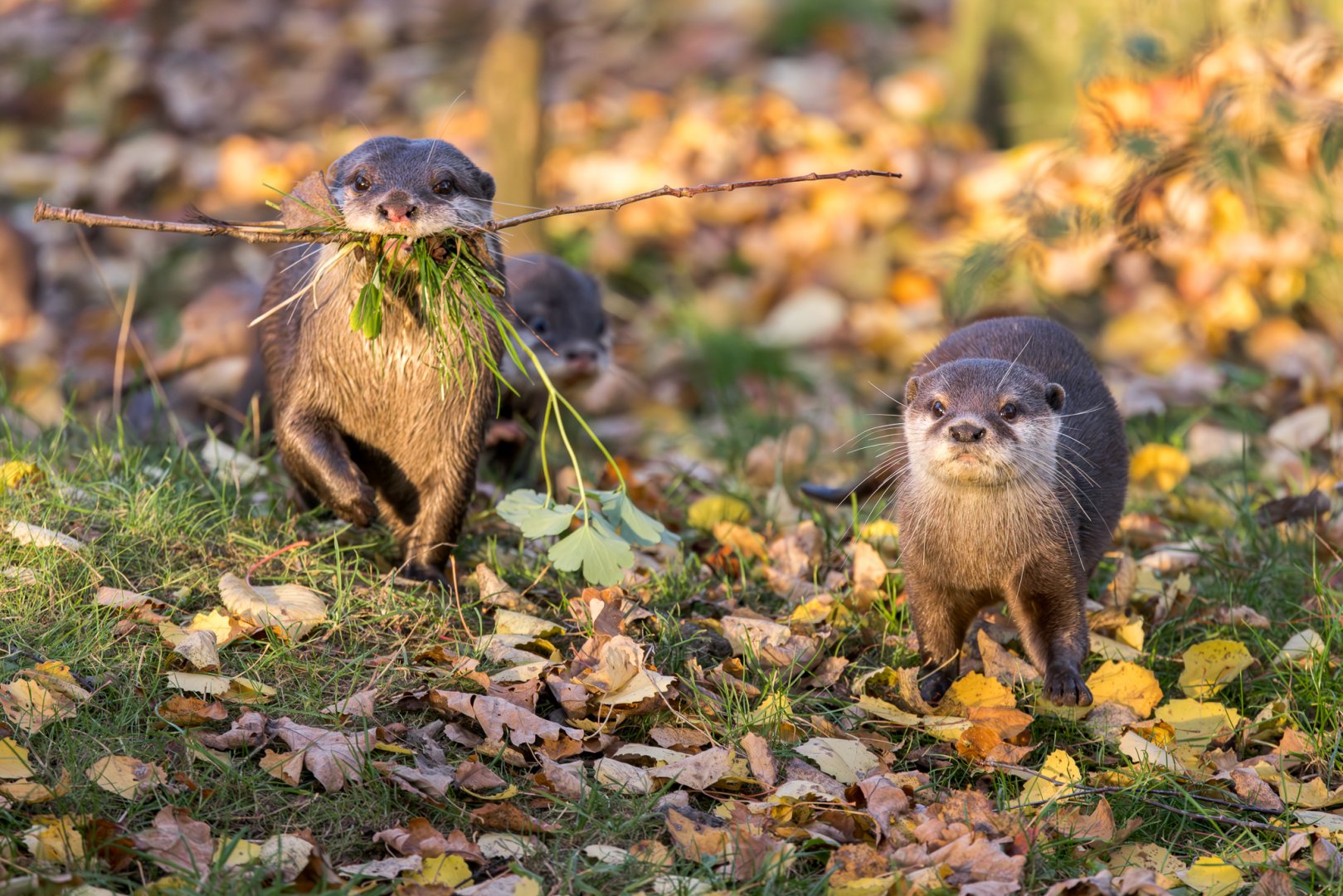 Asian Short-clawed otter (Clyde & Gretta) / Hamerton / 13-11-24