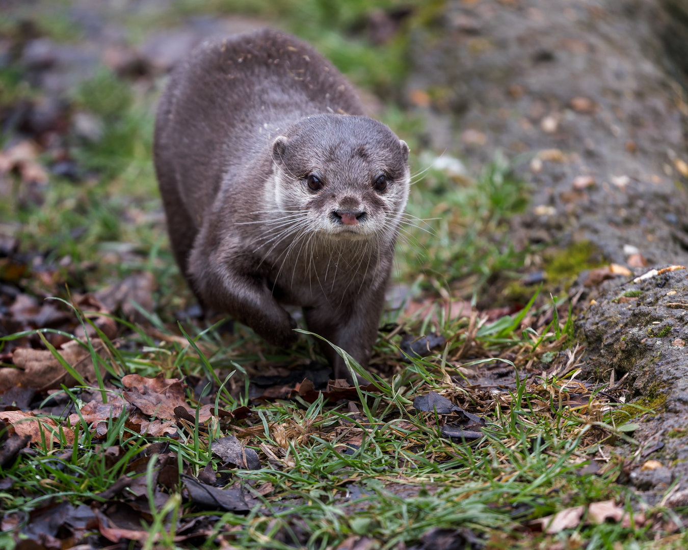 Asian Short-clawed Otter (Clyde) / Hamerton / 27-2-23