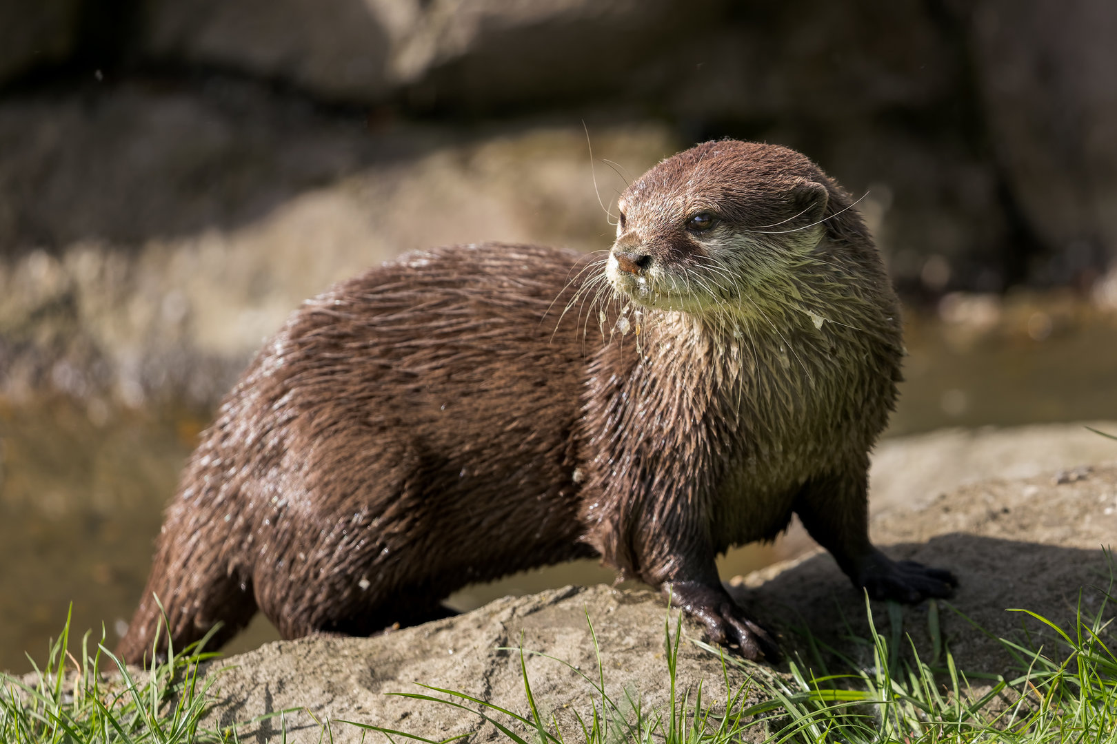 Asian Short-clawed Otter (Clyde) / Hamerton / 3-5-23