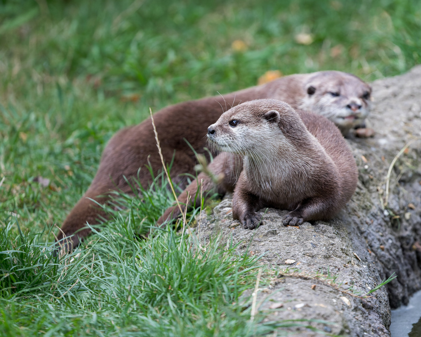 Asian Short-clawed otter couple (m & f) / Hamerton / 13-9-23