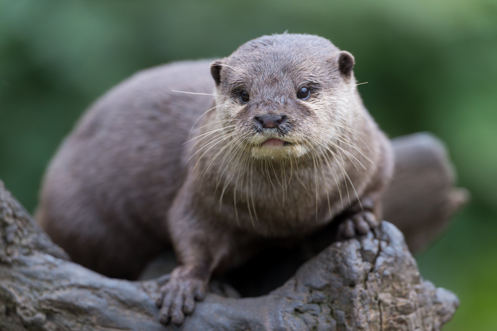Asian Short Clawed Otter, CWP, UK