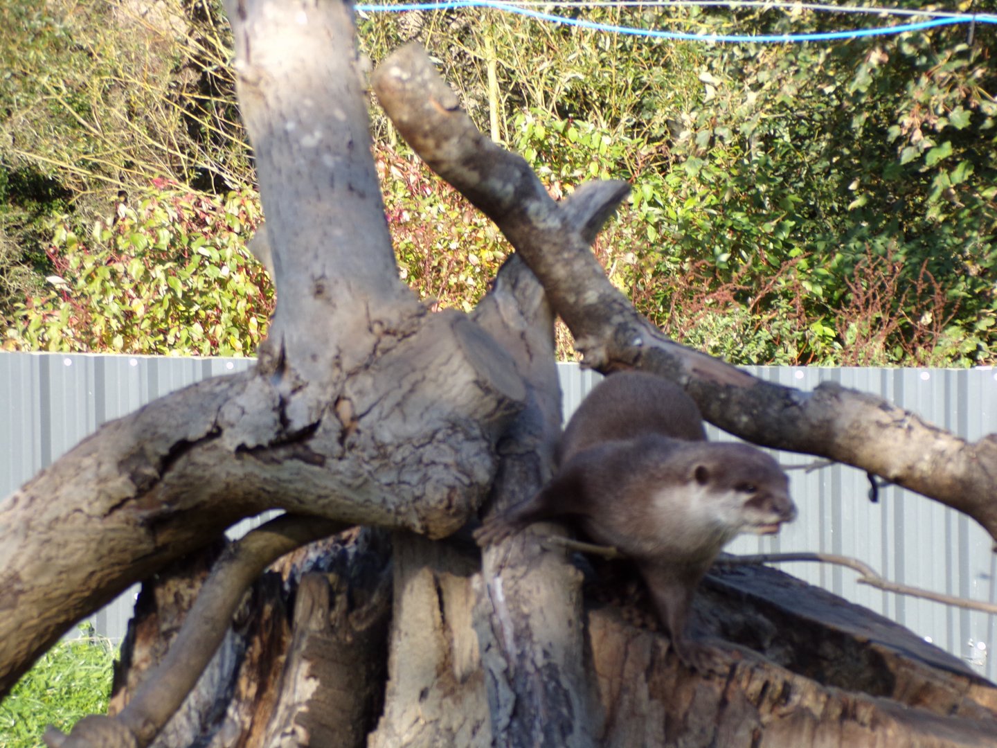 Asian short-clawed otter elevated 14.10.23